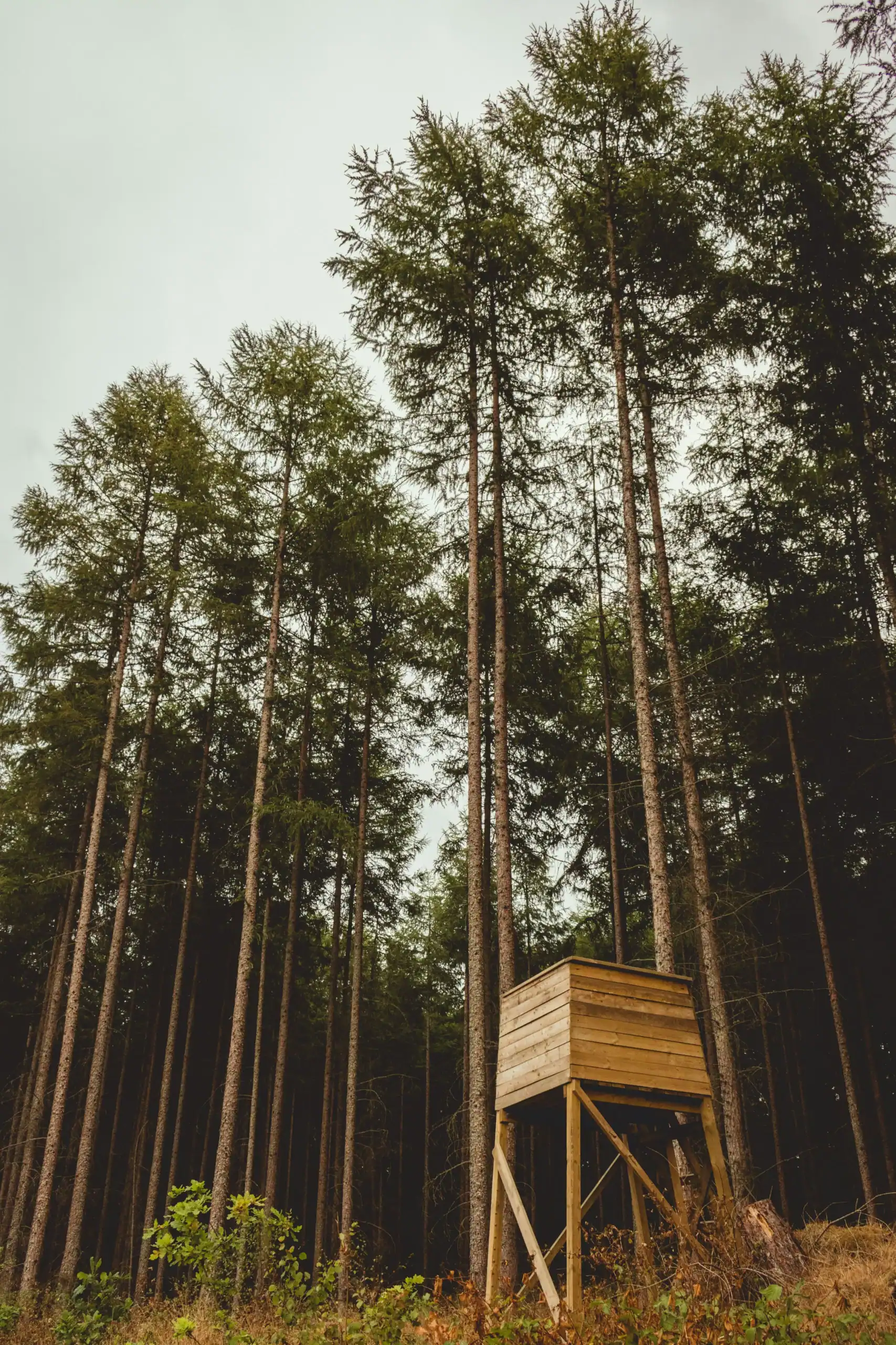 Puesto de caza elevado en un bosque denso con pinos altos, ideal para caza al aire libre y observación de vida silvestre.
