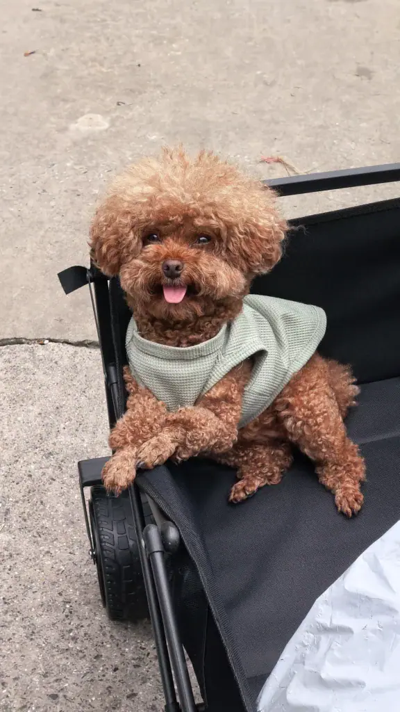 Cute brown poodle in a green sweater sitting in a stroller outdoors.