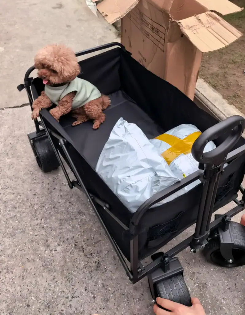 Small brown poodle sitting in a black wagon with packages and a cardboard box nearby.